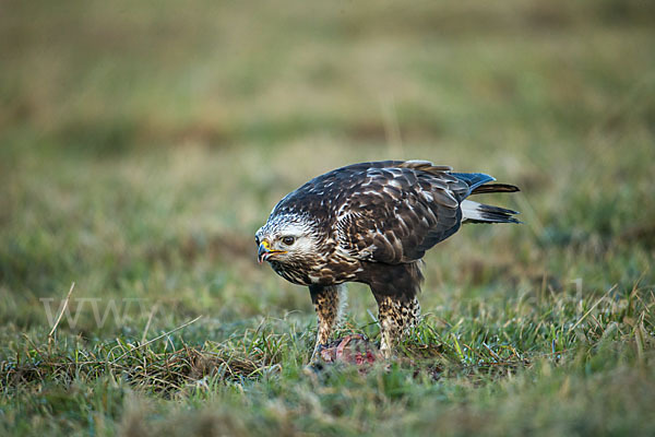 Rauhfußbussard (Buteo lagopus)