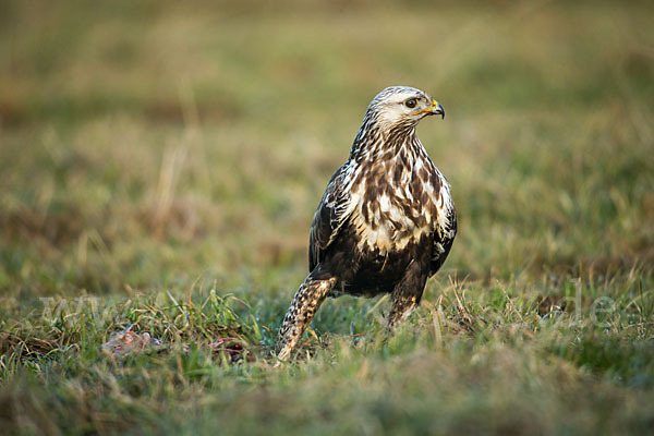 Rauhfußbussard (Buteo lagopus)