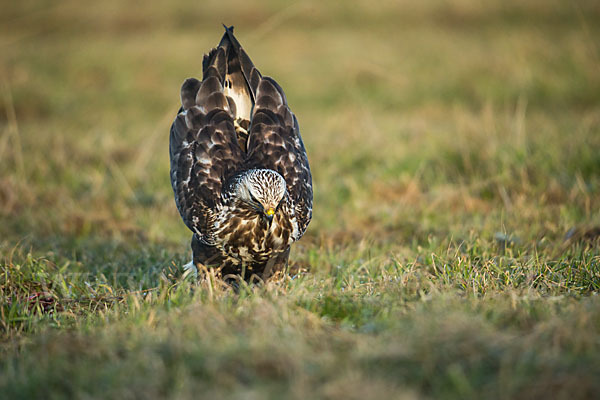 Rauhfußbussard (Buteo lagopus)