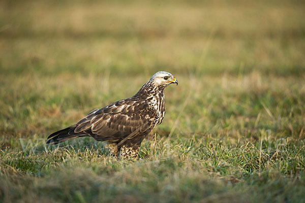 Rauhfußbussard (Buteo lagopus)