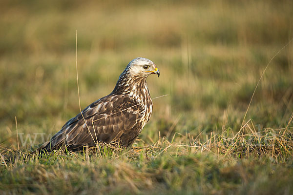 Rauhfußbussard (Buteo lagopus)