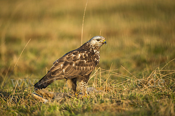 Rauhfußbussard (Buteo lagopus)