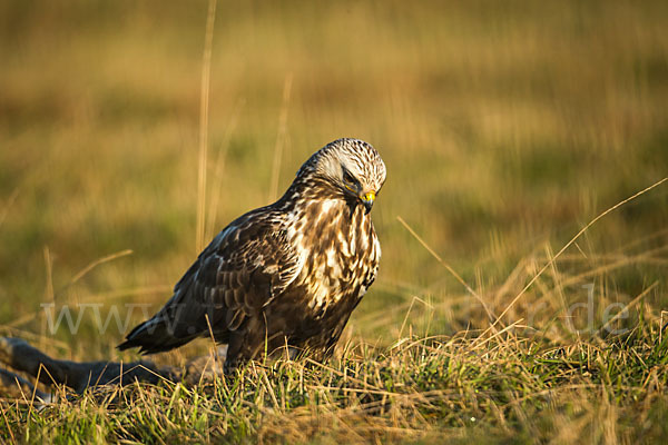 Rauhfußbussard (Buteo lagopus)