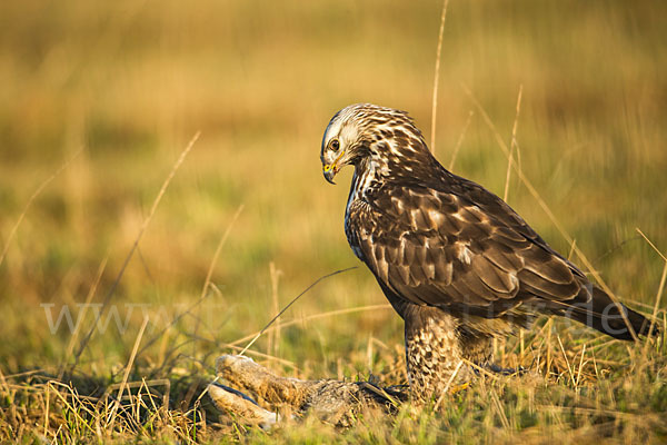 Rauhfußbussard (Buteo lagopus)