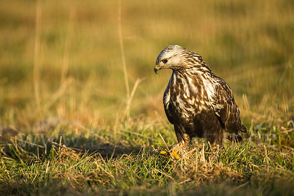 Rauhfußbussard (Buteo lagopus)