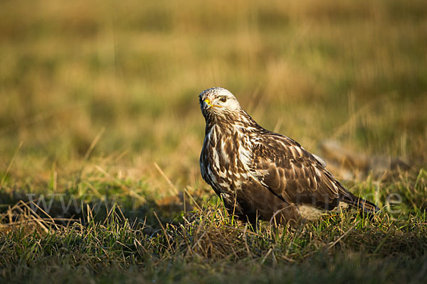 Rauhfußbussard (Buteo lagopus)