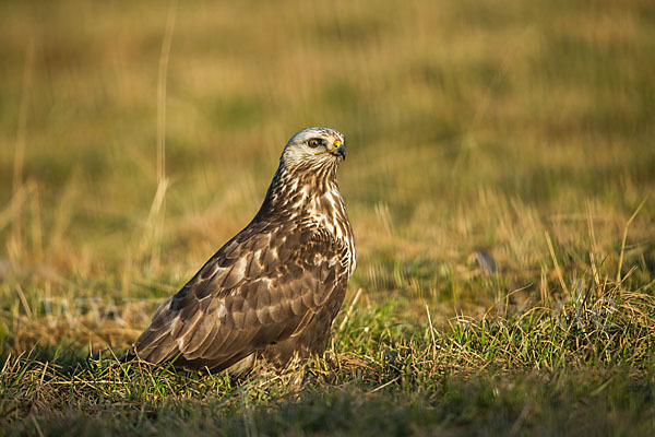 Rauhfußbussard (Buteo lagopus)