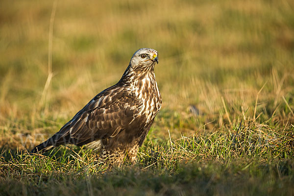 Rauhfußbussard (Buteo lagopus)