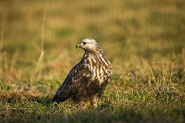 Rauhfußbussard (Buteo lagopus)