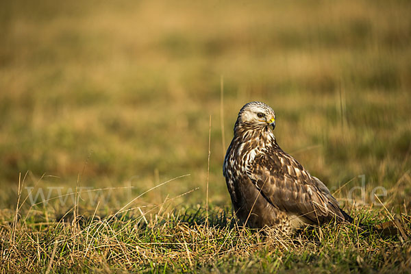 Rauhfußbussard (Buteo lagopus)