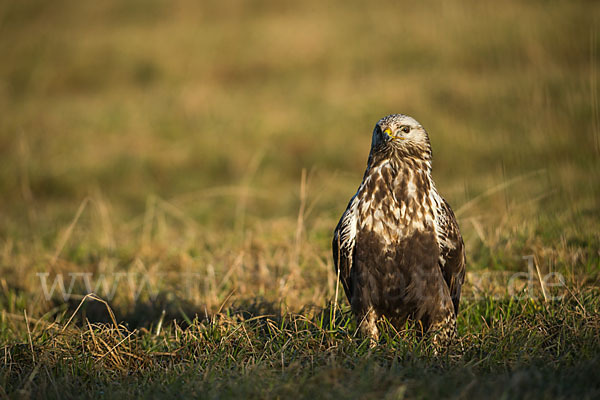 Rauhfußbussard (Buteo lagopus)