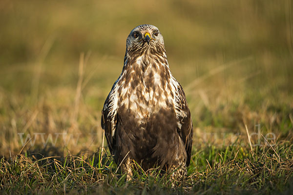 Rauhfußbussard (Buteo lagopus)