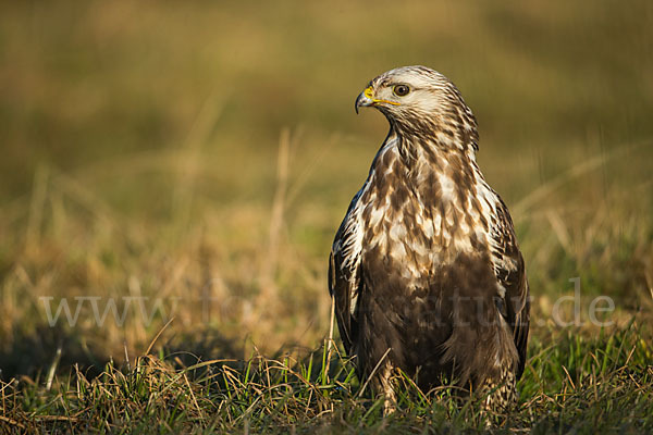 Rauhfußbussard (Buteo lagopus)