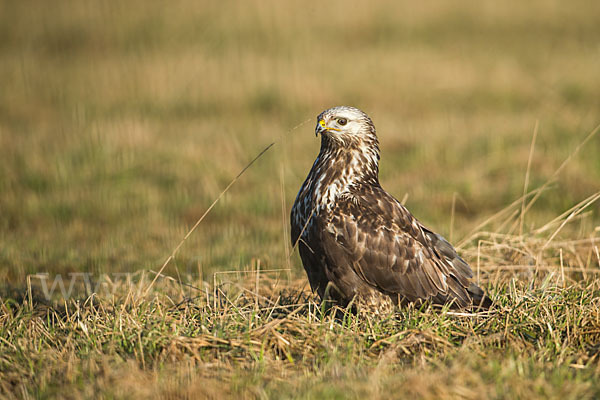 Rauhfußbussard (Buteo lagopus)