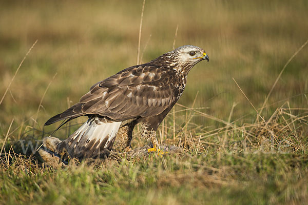 Rauhfußbussard (Buteo lagopus)