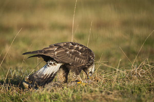 Rauhfußbussard (Buteo lagopus)