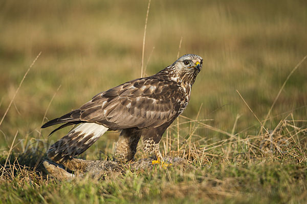 Rauhfußbussard (Buteo lagopus)