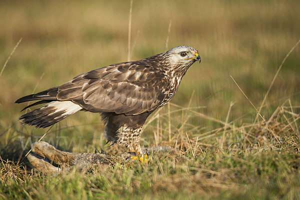 Rauhfußbussard (Buteo lagopus)