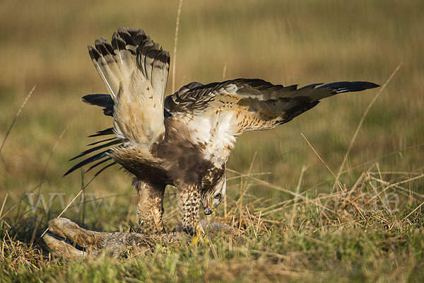 Rauhfußbussard (Buteo lagopus)