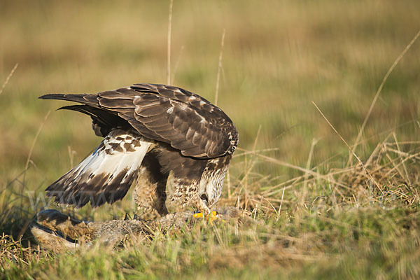 Rauhfußbussard (Buteo lagopus)