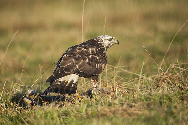 Rauhfußbussard (Buteo lagopus)