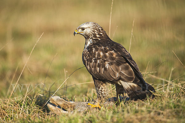 Rauhfußbussard (Buteo lagopus)