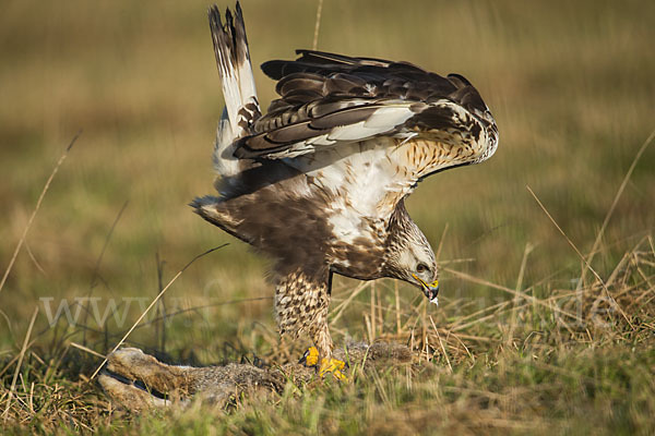 Rauhfußbussard (Buteo lagopus)