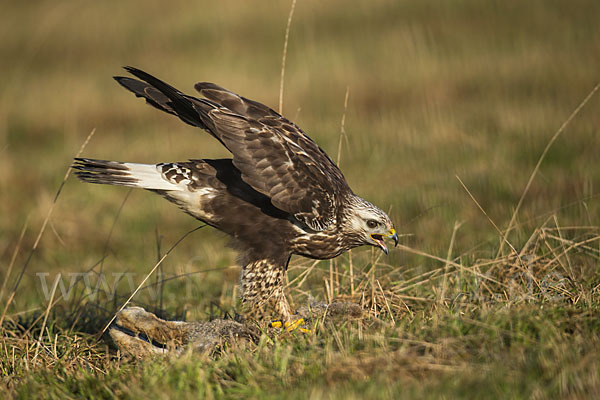 Rauhfußbussard (Buteo lagopus)