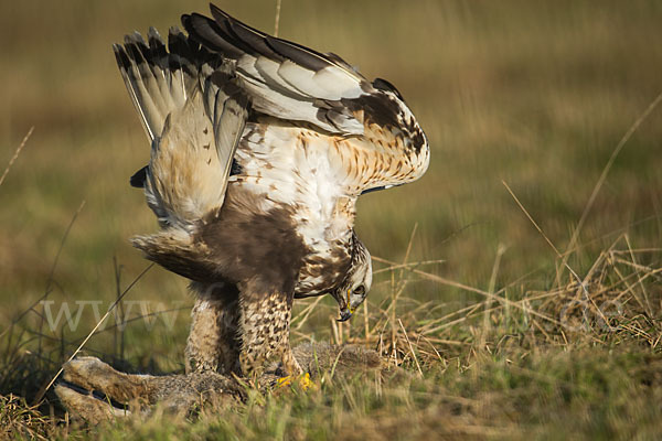 Rauhfußbussard (Buteo lagopus)