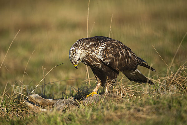 Rauhfußbussard (Buteo lagopus)