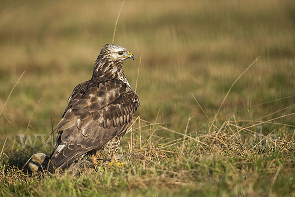 Rauhfußbussard (Buteo lagopus)