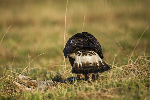 Rauhfußbussard (Buteo lagopus)