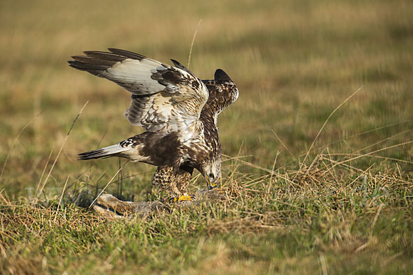 Rauhfußbussard (Buteo lagopus)