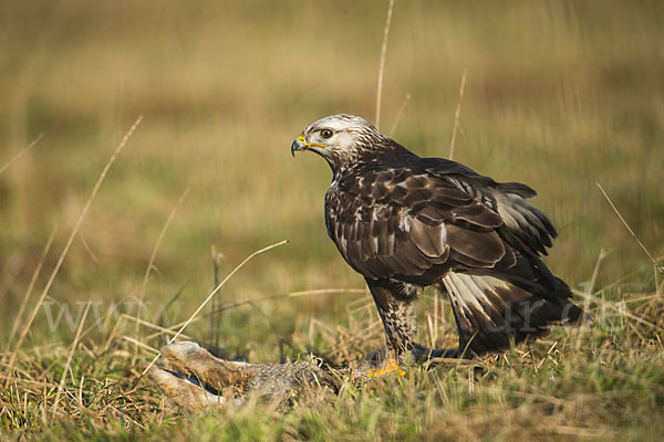 Rauhfußbussard (Buteo lagopus)