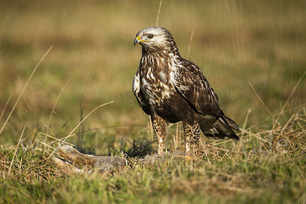 Rauhfußbussard (Buteo lagopus)