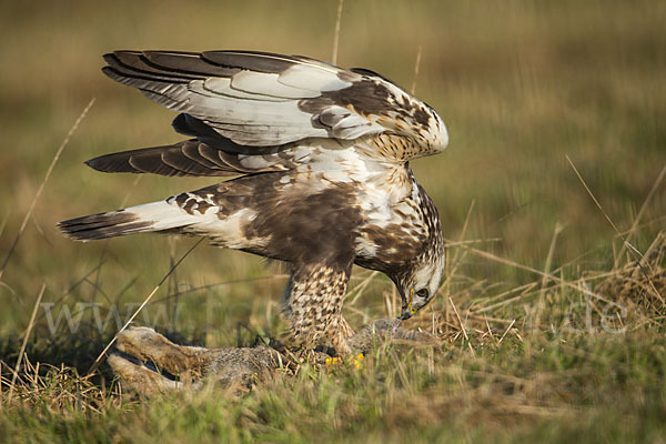 Rauhfußbussard (Buteo lagopus)