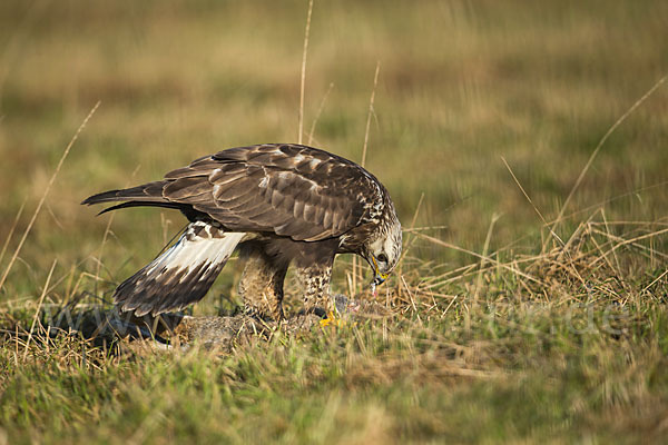 Rauhfußbussard (Buteo lagopus)