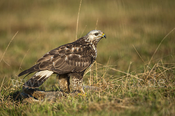 Rauhfußbussard (Buteo lagopus)