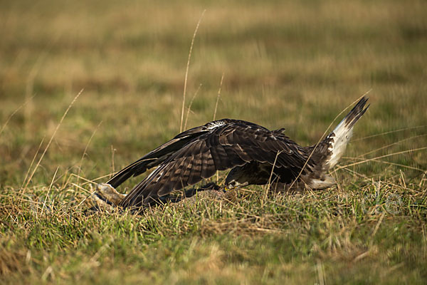 Rauhfußbussard (Buteo lagopus)