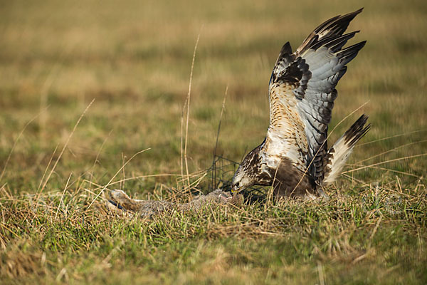 Rauhfußbussard (Buteo lagopus)