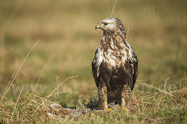 Rauhfußbussard (Buteo lagopus)