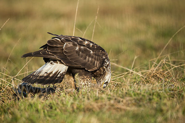 Rauhfußbussard (Buteo lagopus)