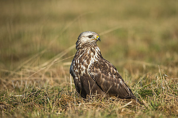 Rauhfußbussard (Buteo lagopus)