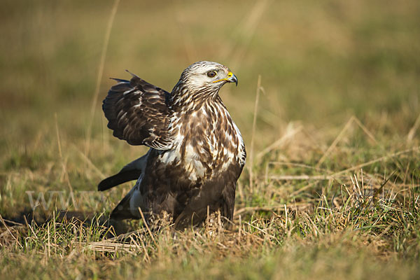 Rauhfußbussard (Buteo lagopus)