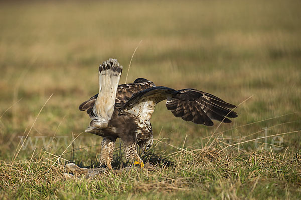 Rauhfußbussard (Buteo lagopus)