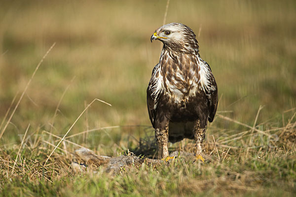 Rauhfußbussard (Buteo lagopus)