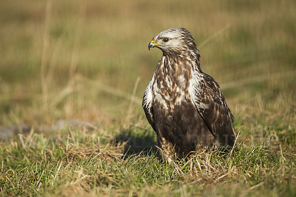 Rauhfußbussard (Buteo lagopus)