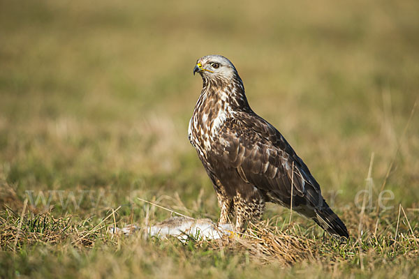 Rauhfußbussard (Buteo lagopus)