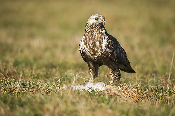 Rauhfußbussard (Buteo lagopus)