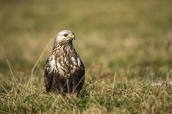 Rauhfußbussard (Buteo lagopus)